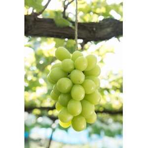 信州の高原育ちシャインマスカット 大きい600g×2房入り1.2kg[配送不可地域:離島]