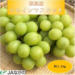 [2026年9〜10月発送]JAながの 須高産 シャインマスカット 約1.2kg 2〜3房入り[配送不可地域:離島・北海道・沖縄県]