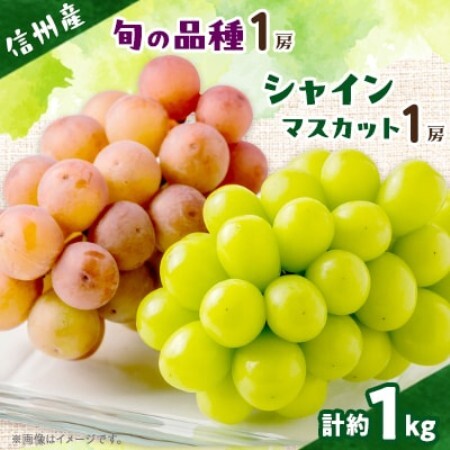 [信州産ぶどう2房セット] シャインマスカット1房・旬の品種1房(約500g×2房)[配送不可地域:離島]