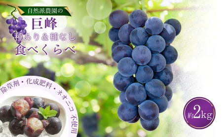 巨峰（種ありと種なし）の食べくらべセット 約2kg2025年（R7年）9月中旬～10月下旬頃出荷予定 