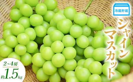 ① VC}XJbg 2`4[ 1.5kg Ԃǂ uhE  }XJbg ʕ t[c 쌧  Rm
