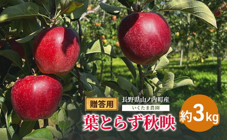 [2026年発送]贈答用 葉とらず秋映 約3kg リンゴ りんご フルーツ 果物 お取り寄せ 長野県 山ノ内町