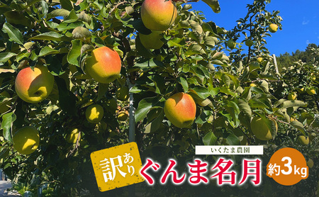 [訳あり]ぐんま名月 約3kg リンゴ りんご フルーツ 果物 お取り寄せ 長野県 山ノ内町