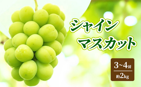 �y2026�N�����z�V���C���}�X�J�b�g ��2kg 4�`5�[ �Ԃǂ� �t���[�c �ʕ� �f�U�[�g ���쌧 �R�m����