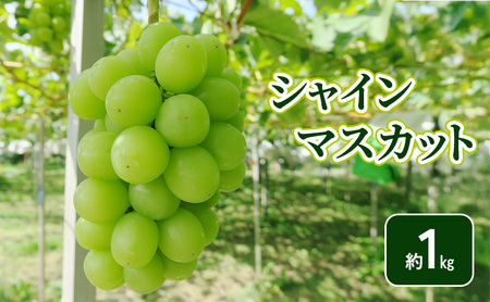 [2026年発送]シャインマスカット約1kg フルーツ 長野県