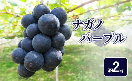 �y2026�N�����z�i�K�m�p�[�v����2kg �t���[�c ���쌧