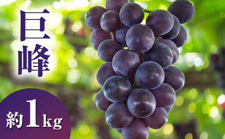 �y2026�N�����z������1kg �Ԃǂ� ���쌧�Y