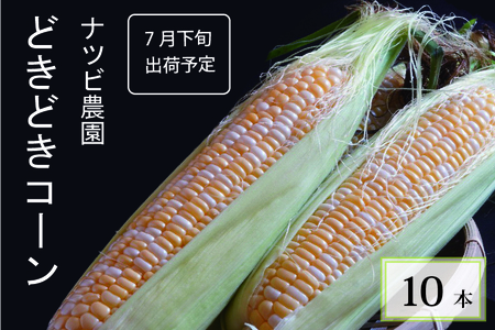 ナツビ農園『どきどきコーン』10本セット（約4.5kg）2025年夏分のご予約受付中！信濃町名産とうもろこし／白と黄色のバイカラー品種 令和7年7月下旬～8月下旬に随時出荷【長野県信濃町ふるさと納税】
