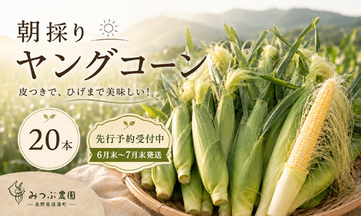 [期間限定]朝採れヤングコーン20本|ひげまで甘い!自然循環農法で育んだ旬を直送