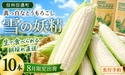 [先行予約]真っ白なとうもろこし「雪の妖精」 生で食べられる ホワイトコーン 朝採れ直送 令和8年8月限定出荷 ファームかずと[長野県信濃町ふるさと納税]