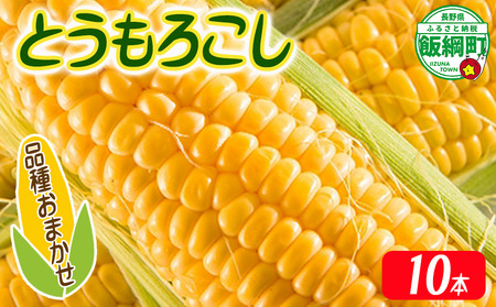 [ 厳選品種 ] とうもろこし 10本 ( 品種おまかせ ) 配送先は本州限定 ふるさと振興公社 2025年8月下旬頃から2025年9月上旬頃まで順次発送予定 信州 トウモロコシ コーン ゴールドラッシュ ミルフィーユ グラビス ピーターコーン ハニーバンタム 長野県 飯綱町 [1841]