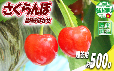 [ 贈答品 冷蔵便 朝採り 当日発送 ] さくらんぼ 500g 贈答パック ( 品種おまかせ ) 配送先は本州限定 2026年6月中旬〜2026年7月上旬まで順次発送予定 チェリー サクランボ ギフト 長野県 飯綱町 [2077]
