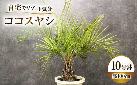 ココスヤシ 10号鉢 庭木 観葉植物【南国リゾートガーデンに人気】 ヤシの木 植木鉢 グリーン 岐阜市/マツダクリエイト[ANBC001]
