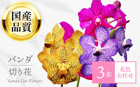 洋ラン バンダ 切り花 ３本 花色お任せセット 花 生花 インテリア 岐阜市 / フローラ・ヤノオーキッド[ANGK001]