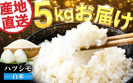 [令和6年度産]岐阜県産 米 ハツシモ 5kg 米 米 米 岐阜市 / 藍川ファーム[ANHI001]