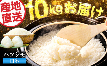 【令和6年度産】岐阜県産 米 ハツシモ 10kg 米 米 米　岐阜市 / 藍川ファーム[ANHI002]
