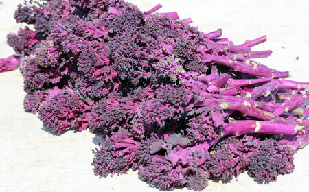 �p�[�v�����V���X 1kg �u���b�R���[ ��� �T���_ ����� �򕌎s / �����_��[ANIS001]