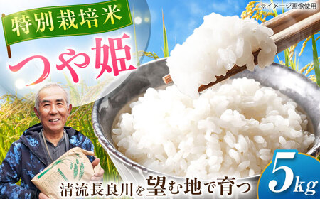 特別栽培米 つや姫 5kg お米 白米 精米 岐阜市 / 羽賀政夫[ANDZ004]