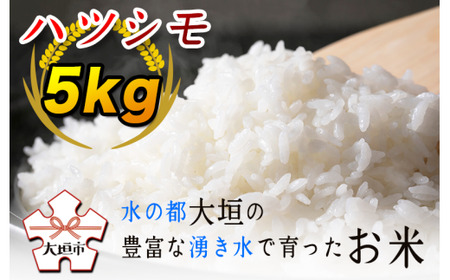 [先行予約!][3回定期便]令和7年度産 ハツシモ5kg 〜水の都大垣の豊富な湧き水で育ったお米 〜