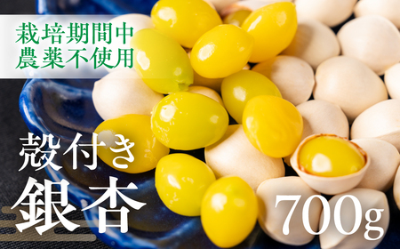 銀杏 700g|銀杏