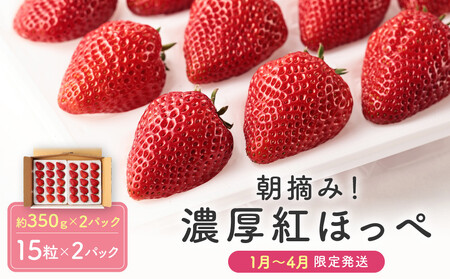 【いちご30粒】朝摘み! 濃厚紅ほっぺ 約350g×2パック（数量限定／先行予約／1月〜4月発送）| いちご フルーツ 甘い おいしい ハウス栽培 飛騨高山 m BerryFarm KL003