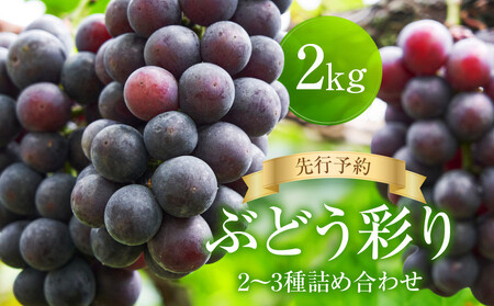 ＜先行予約＞ ぶどう彩り2～3種詰め合わせ 2kg | 品種おまかせ 朝採れ フルーツ 果物 食品 おいしい 人気 シャインマスカット マスカット 飛騨高山 ぶどうマルシェTSUZUKU SK002