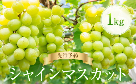 [先行予約] シャインマスカット 1kg | ぶどう 朝採れ フルーツ ブドウ 種無し 高糖度 大粒 おいしい 人気 飛騨高山 ぶどうマルシェTSUZUKU