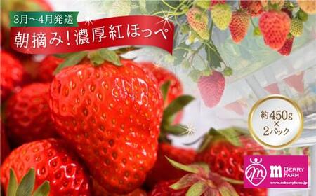 [数量限定]先行予約 いちご[1月〜4月発送]朝摘み! 濃厚 紅ほっぺ 約900g〜1kg | 産地直送 農家直送 2パック 苺 イチゴ 数量限定 果物 フルーツ 新鮮 春 旬 国産 飛騨高山 m BerryFarm