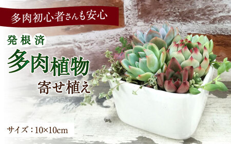 多肉植物の寄せ植え (10×10cm) 多治見市 / 多肉SHOP KATIE ケイティ 多肉ケイティ 多肉ショップケイティ 観葉植物 多肉 植木鉢