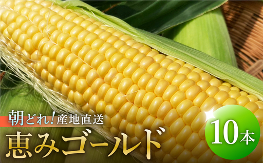 とうもろこし10本(9本+痛み保障1本)