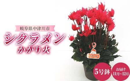 シクラメンかがり火 5号鉢 シクラメン ますだ農園 花 植物 フラワー 花