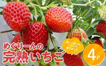 [数量限定]産地直送!!めぐりーんの完熟いちご(章姫) 4パック