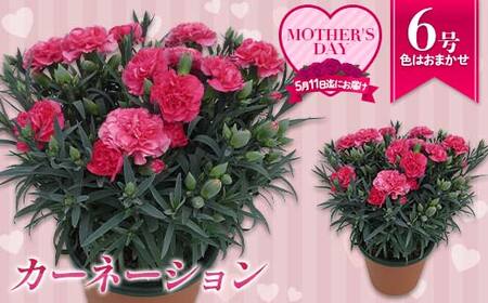 カーネーション6号鉢(18cm)