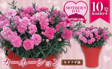 カーネーション10号キサラギ鉢(30cm)