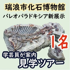 瑞浪市化石博物館パレオパラドキシア新コーナー、学芸員の解説付き見学ツアー(1名)