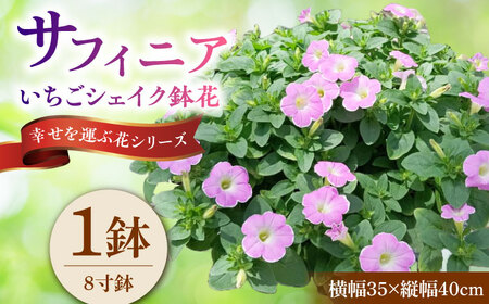 [4月末より順次発送] サフィニア いちごシェイク 鉢花 / 瑞浪市 中山園芸 花 お花 お祝い 鉢植え 生花 ギフト プレゼント フラワー[AZDC004]