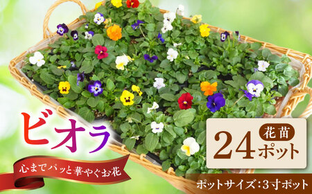 [10月末より順次発送] 生産者直送! ビオラ 花苗 24ポットセット / 瑞浪市 中山園芸 苗 花 お花 生花 フラワー ガーデニング[AZDC010]