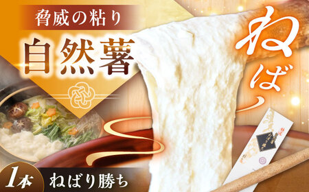 [伊勢神宮外宮奉納] 自然薯『ねばり勝ち』 1本入 / 自然薯 自然薯 自然薯 自然薯 自然薯 / 恵那市 / 水戸屋[AUFZ007]