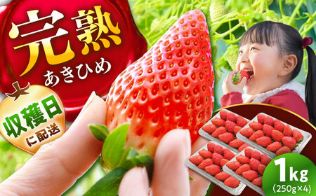[先行予約]いちご あきひめ 250g×4パック[AUGA003]いちご