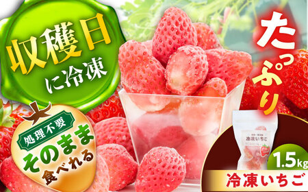冷凍いちご1.5キロ / 苺 いちご 冷凍 冷凍いちご / 恵那市 / 阿部農園[AUGA012]