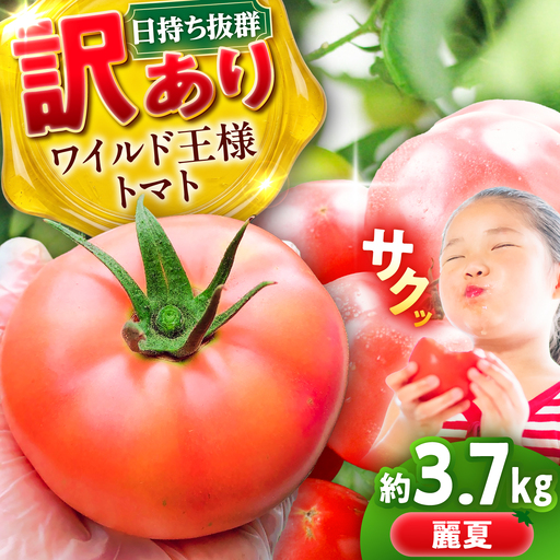 [7月上旬から順次発送]＼訳あり/ワイルド王様トマト 3.7kg / トマト とまと 箱入り 3.7キロ / 恵那市 / 阿部農園[AUGA008]