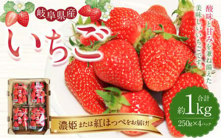 [数量限定]岐阜県産 いちご 「 濃姫 」または「 紅ほっぺ 」1ケース (約 250g × 4パック入) 苺 イチゴ 果物 フルーツ [2025年1月上旬より順次発送予定]