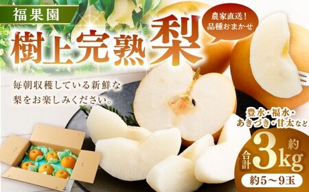 ≪先行受付≫ 福果園の樹上完熟梨 農家直送品種おまかせ(3kg程度)5〜9玉 