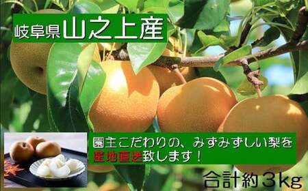 [数量限定]精華園のこだわり 梨(約3kg)品種はおまかせ[2026年8月下旬〜10月下旬迄発送予定]