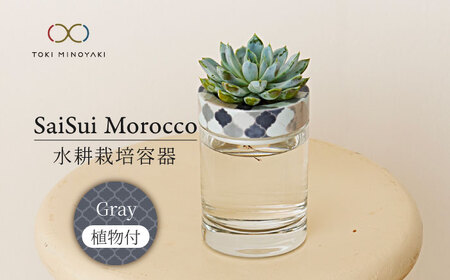 [美濃焼]SaiSui Morocco(Gray)植物付き[大東亜窯業]インテリア 雑貨 観葉植物 多肉植物 サボテン グリーン 水で育てる 省スペース 手軽 簡単 初心者 写真映え かわいい おしゃれ 