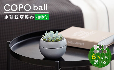 [美濃焼][色が 選べる]COPO(球)植物付き[大東亜窯業]インテリア 雑貨 観葉植物 多肉植物 サボテン グリーン 水で育てる 省スペース 手軽 簡単 初心者 写真映え かわいい おしゃれ 