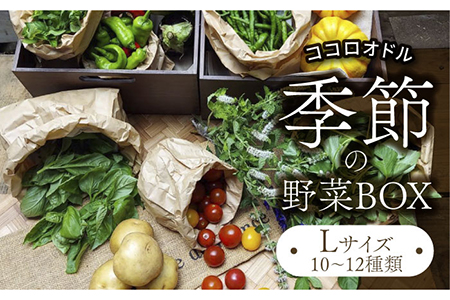 季節の野菜BOX  Lサイズ （10〜12種類）【Farm Regalo】旬野菜 冷蔵 おまかせ 詰め合わせ セット 料理 春野菜 夏野菜 秋野菜 冬野菜 葉野菜 根菜 ハーブ ヘルシー 健康 新鮮 おいしい 美味しい アレルギー対応 送料無料 [MDU003]