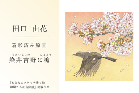 田口由花 着彩済み原画「染井吉野に鵯(そめいよしのにひよどり)」(『おとなのスケッチ塗り絵 絢爛たる花鳥図譜』掲載作品)[0109-002-1]色鉛筆画 日本画 絵画 インテリア 原画 芸術品 美術品