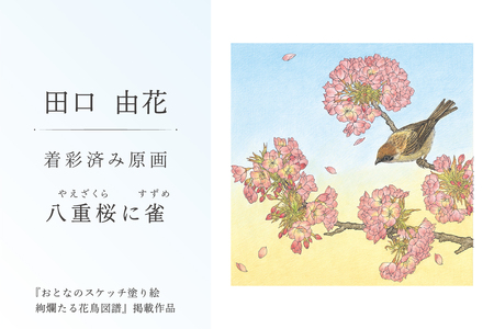 田口由花 着彩済み原画「八重桜に雀(やえざくらにすずめ)」(『おとなのスケッチ塗り絵 絢爛たる花鳥図譜』掲載作品)[0109-002-2]色鉛筆画 日本画 絵画 インテリア 原画 芸術品 美術品