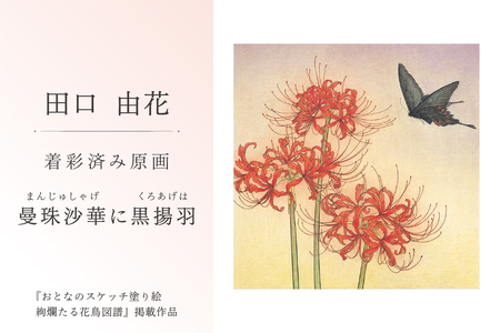 田口由花 着彩済み原画「曼珠沙華に黒揚羽(まんじゅしゃげにくろあげは)」(『おとなのスケッチ塗り絵 絢爛たる花鳥図譜』掲載作品)[0109-002-8]色鉛筆画 日本画 絵画 インテリア 原画 芸術品 美術品
